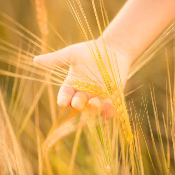 Hand holding wheat. Closeup — Stock Photo, Image