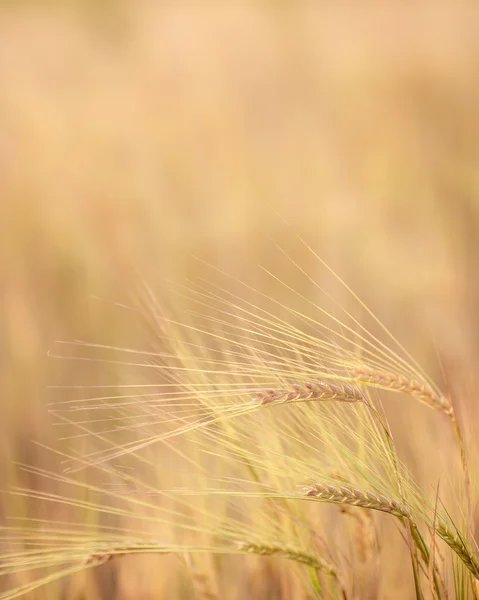 Autumn wheat field — Stock Photo, Image