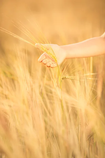 Hand holding wheat in autumn field — Stock Photo, Image