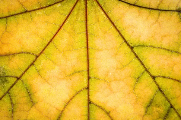 Осенняя текстура листа — стоковое фото