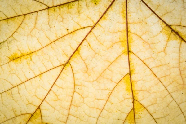 Textura de hoja de otoño — Foto de Stock