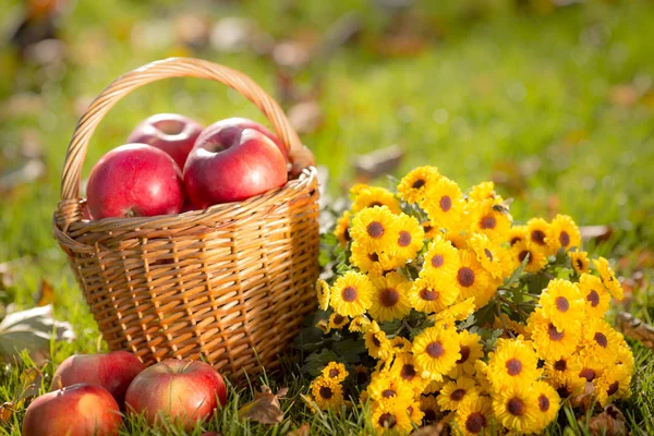 Cesto con mele rosse in autunno — Foto Stock