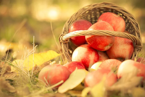 Cesta llena de manzanas rojas jugosas — Foto de Stock