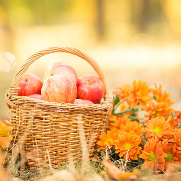 Korg med röda äpplen på hösten — Stockfoto