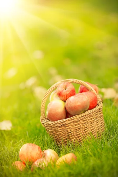 Cesta con manzanas rojas en otoño — Foto de Stock