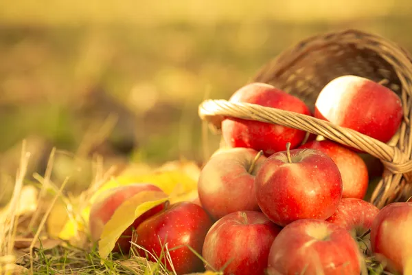 Panier plein de pommes rouges juteuses — Photo