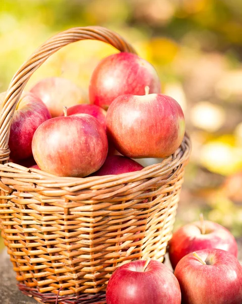 Korg full av röda saftiga äpplen — Stockfoto