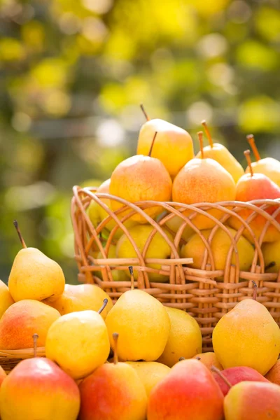 Mand met gele peren in de herfst — Stockfoto