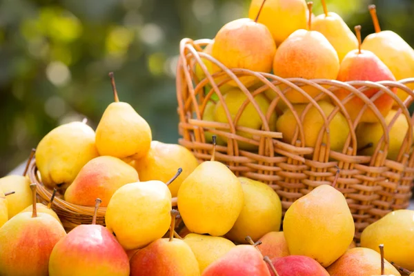 Korg full av gula saftiga päron — Stockfoto
