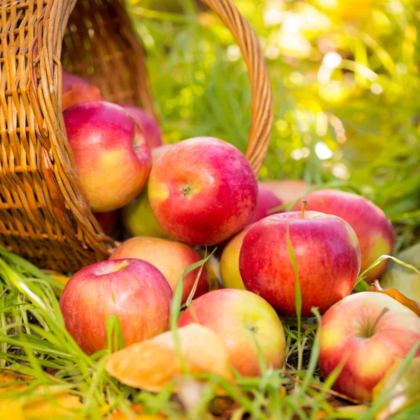 秋は屋外の赤いリンゴ — ストック写真