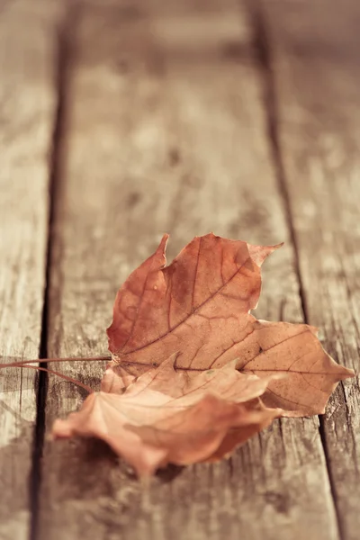 Foglie d'acero autunnale — Foto Stock