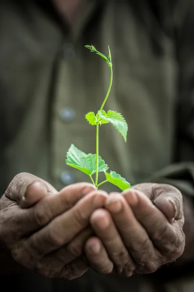 Young plant in old hands against green background — Stok Foto