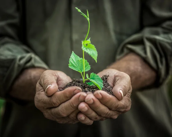 Planta joven en manos viejas sobre fondo verde — Foto de Stock