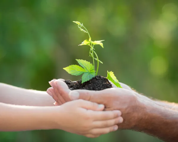 Yeşil arka plana karşı elinde taze bitki