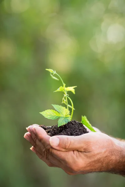 Jovem planta contra fundo verde — Fotografia de Stock