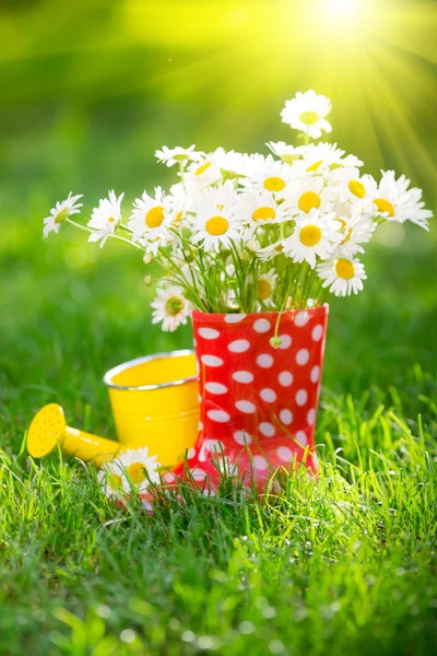 Spring flowers — Stock Photo, Image