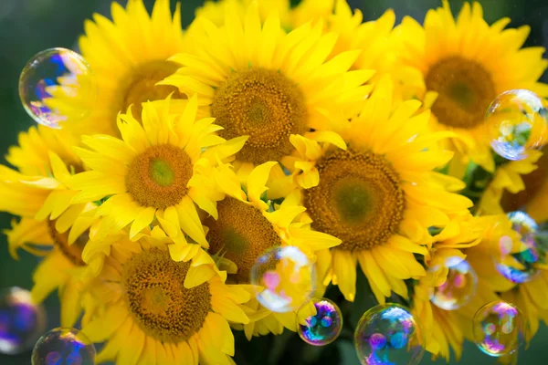 Sunflowers — Stock Photo, Image