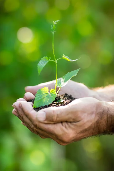 Jonge plant in handen tegen groene achtergrond — Stockfoto