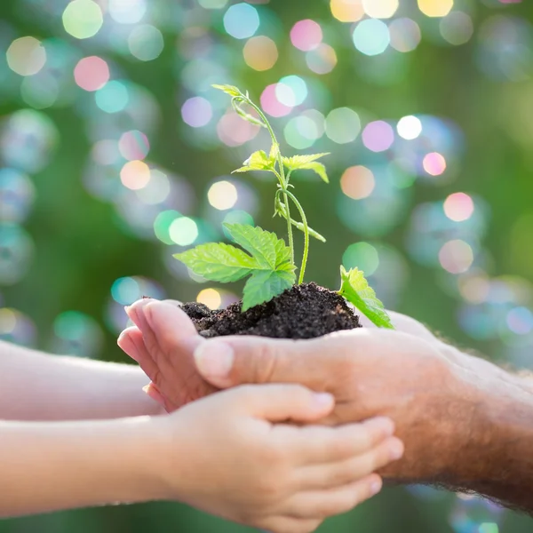 Jungpflanze in der Hand vor grünem Hintergrund — Stockfoto