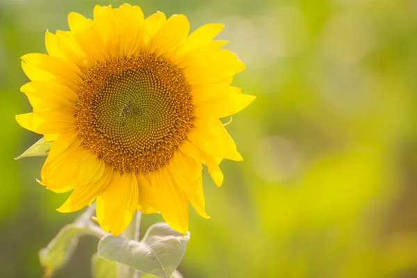 Piękne słonecznik — Zdjęcie stockowe
