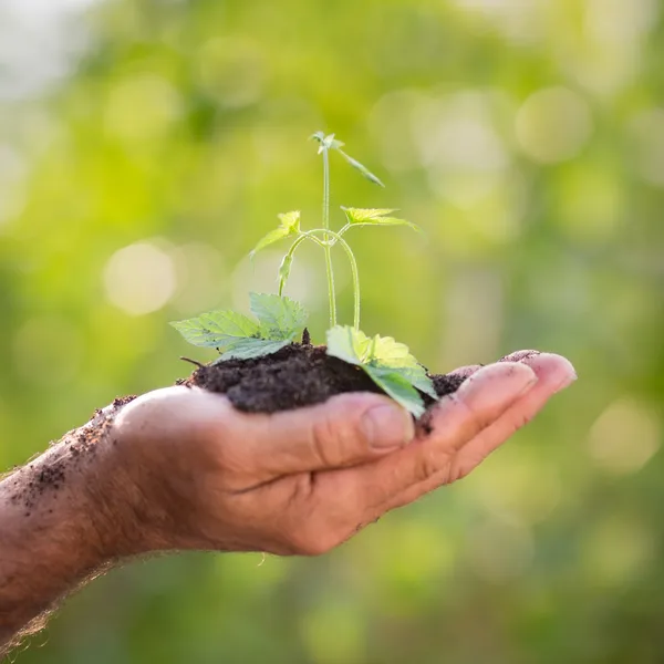 Jovem planta contra fundo verde — Fotografia de Stock