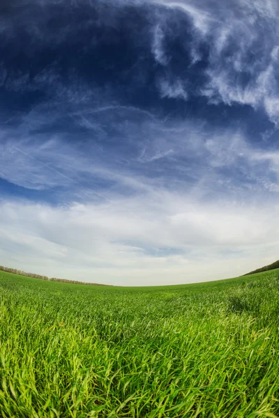 Campo verde y cielo azul — Foto de Stock