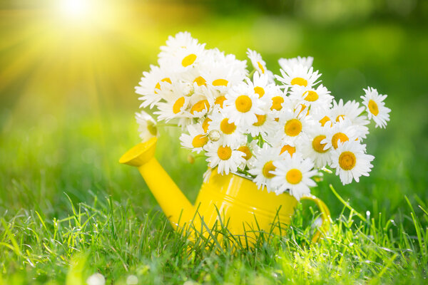 Flores de primavera — Imagen de stock Flores de primavera Fotos De Stock Sin Royalties Gratis