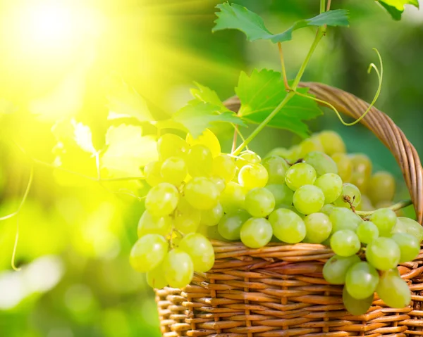 Bouquet de raisins blancs dans le panier — Photo