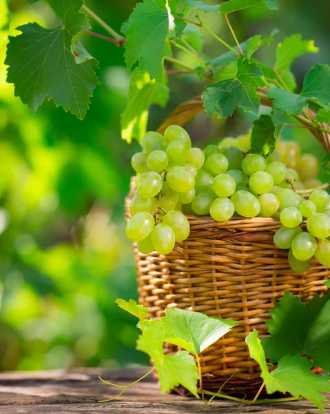 Ramo de uvas blancas en cesta —  Fotos de Stock