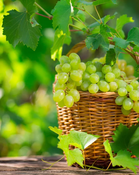 Mazzo di uva bianca in cesto — Foto Stock