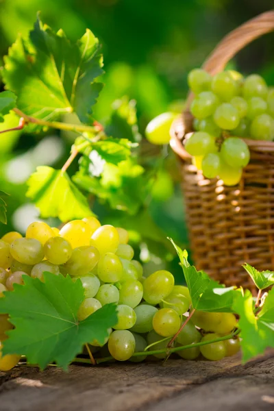 Bunch of white grapes in basket — Stock Photo, Image