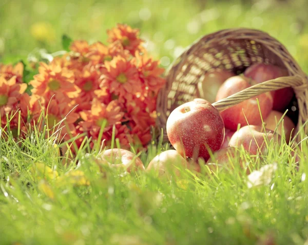 Осенью фрукты и цветы — стоковое фото