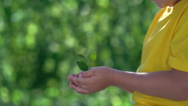 Niño Sosteniendo Planta Verde Joven Las Manos Niño Sosteniendo Brote — Vídeos de Stock