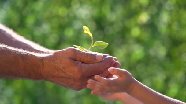Homem Sênior Criança Segurando Jovem Planta Verde Nas Mãos Conceito — Vídeo de Stock
