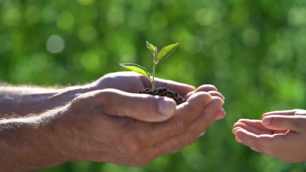 Hombre Mayor Niño Sosteniendo Una Planta Verde Joven Las Manos — Vídeos de Stock