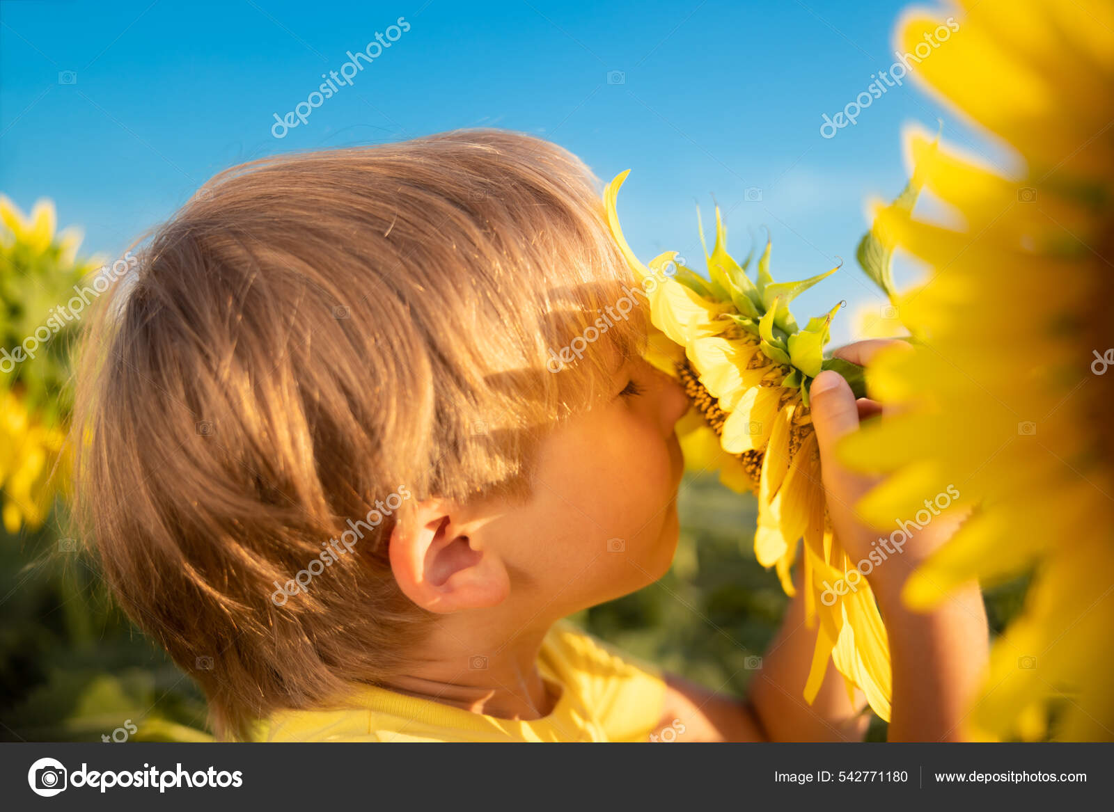 快乐的孩子在春天的向日葵地里玩得很开心蓝天背景下孩子的户外肖像——图库图片© Yaruta #542771180, image size:1600x1167
