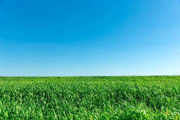 Green Spring Field Blue Sky Background — Stock Photo, Image