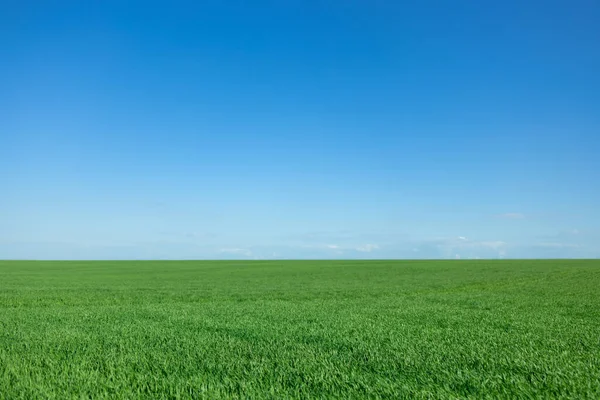 Green Spring Field Blue Sky Background — Stock Photo, Image