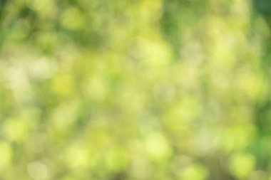 Yeşil bahar yaprakları bulanık arkaplan