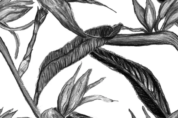 Птах Раю Безшовний Візерунок Купальників Чорно Білий Птах Парадізу Весняно — стокове фото