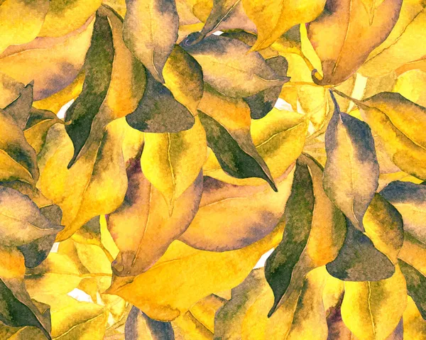 Schefflera Arboricola Seamless Pattern Amarillo Negro Evergreen Variegated Walisongo Plant — Foto de Stock