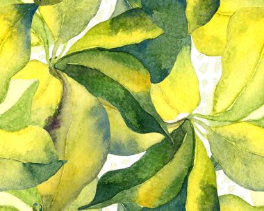 Schefflera Arboricola Kusursuz Düzen. Evergreen Variegated Walisongo Bitkisi ve Egzotik Çiçekler. Botanik Suluboya Yazdırma. Green ve Teal Schefflera Aktinophylla Hayata Tekrarlanan Süs