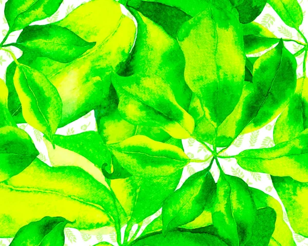 Schefflera Arboricola Seamless Pattern Stampa Botanica Acquerello Pianta Walisongo Variegata — Foto Stock