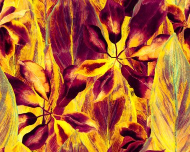 Schefflera Arboricola Kusursuz Düzen. Evergreen Variegated Walisongo Bitkisi ve Egzotik Çiçekler. Schefflera Aktinophylla Hayata Tekrarlanan Süslü Botanik Suluboya Yazısı. Sarı ve Siyah