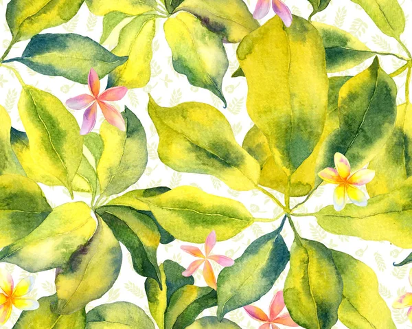 Schefflera Arboricola Seamless Pattern Planta Walisongo Variegada Evergreen Con Flores — Foto de Stock