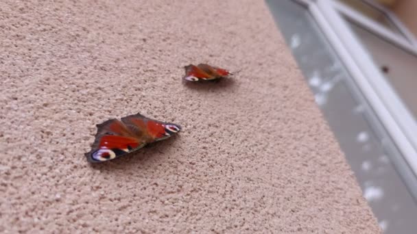 Tavuskuşu Kelebekleri Duvarda — Stok video