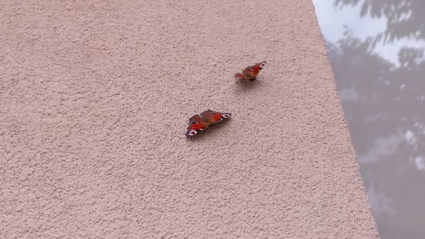 Tavuskuşu Kelebekleri Dışarıda — Stok video