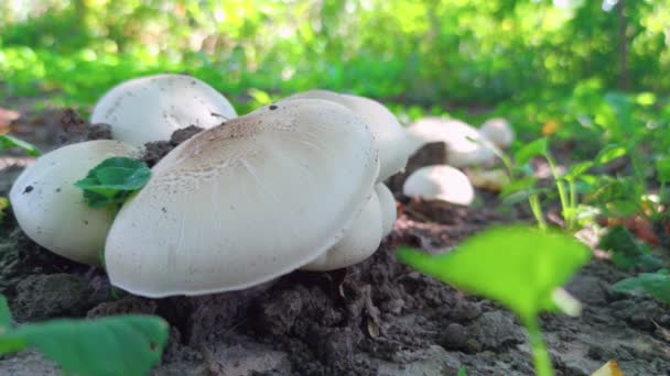 Champignons dans la forêt gros plan — Video