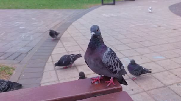 Pigeon On A Bench — Stock Video