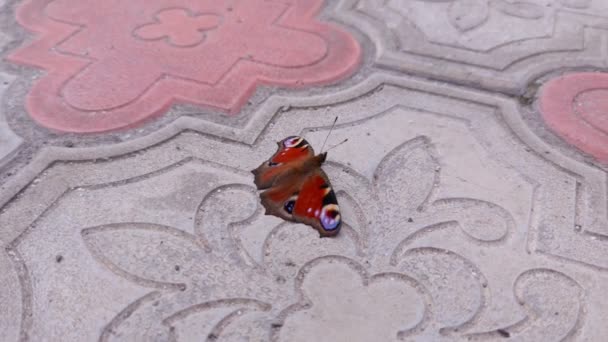 Hermosa mariposa multicolor — Vídeos de Stock